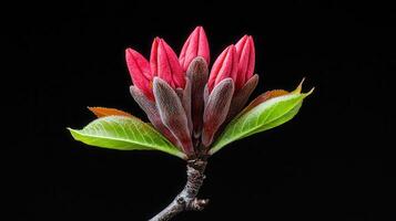 Vibrant Red Flower Buds Unfolding on a Branch Against a Black Background Beautiful Spring Blossom Close Up photo