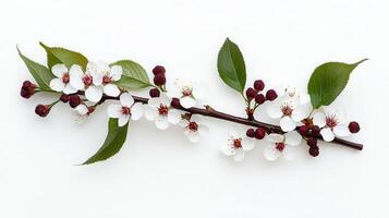 Delicate Spring Blossoms White Cherry Branch with Dark Buds on White Background photo