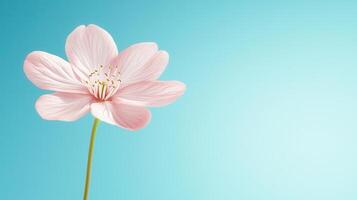Delicate Pink Flower Blossom Against a Soft Blue Sky Background Perfect for Spring Themes and Floral Designs photo