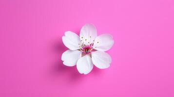 Delicate White Flower Blossom on Vibrant Pink Background Perfect for Spring Designs and Feminine Projects photo