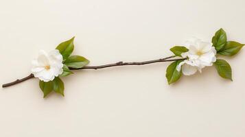 Delicate White Flowers Branch Spring Blossom Arrangement on Beige Background photo