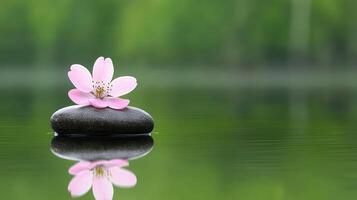 Serene Pink Flower on Smooth Grey Stone Floating Calmly on Still Green Water Reflecting Tranquility photo