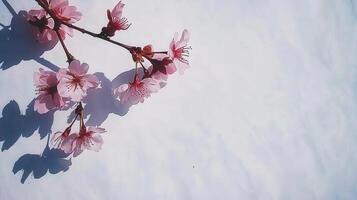 Delicate Pink Cherry Blossoms Branch on White Background Spring Floral photo