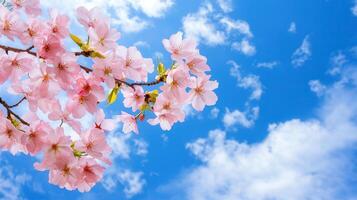 Delicate Pink Cherry Blossoms Branch Against a Vivid Blue Sky with Fluffy Clouds a Breathtaking Springtime Scene photo