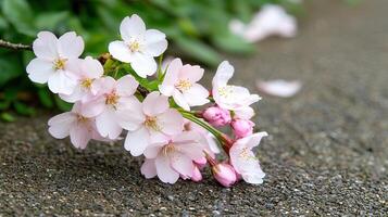 Delicate Pink Cherry Blossoms Fallen on Pavement Springtime Nature Scene photo