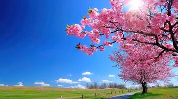 Stunning Pink Cherry Blossoms in Full Bloom on a Sunny Spring Day along a Country Road photo
