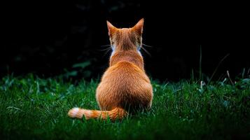 Adorable Ginger Cat Sitting in Lush Green Grass at Night A Peaceful Back View of a Fluffy Orange Tabby photo