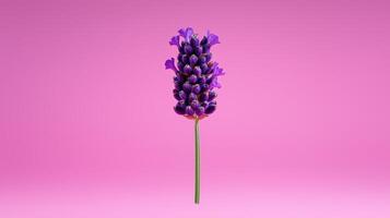 Single Lavender Sprig on Pink Background Botanical Studio Shot photo