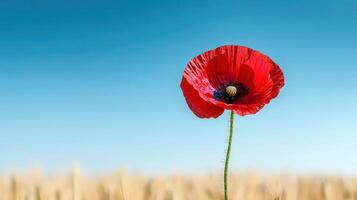 Single Red Poppy Flower Blooming in a Golden Wheat Field Under a Vivid Blue Sky photo