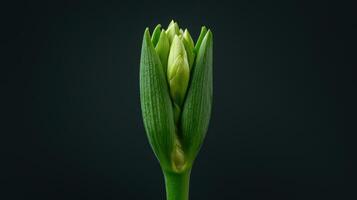 Close up of a vibrant green flower bud unfurling against a dark background a botanical study of nature's beauty photo