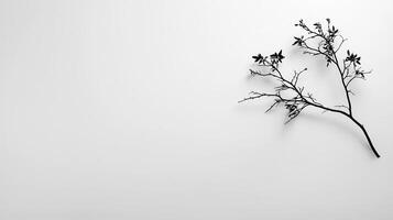 Black Branch with Minimalist Leaves on White Background Simple Nature photo