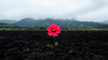 A single vibrant pink hibiscus flower blossoms bravely against a backdrop of dark volcanic soil and misty mountains photo