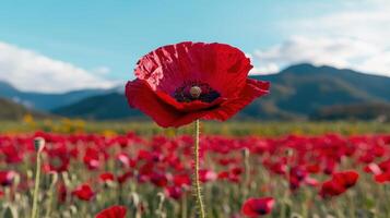 Vibrant Red Poppy in a Field with Mountain Background Beautiful Nature Scene photo