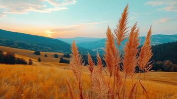 Golden Grass Sunset Over Rolling Hills Scenic Landscape Autumnal View photo