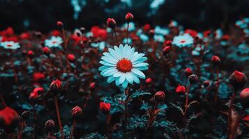 Single Blue Daisy Flower Blooming Amongst Red Buds in a Garden A Stunning Close Up Shot photo