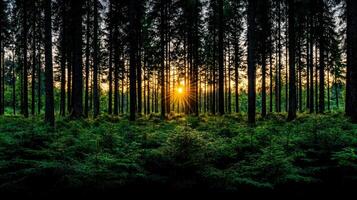 Majestic Sunset Rays Filtering Through a Dense Pine Forest Serene Nature Scene photo