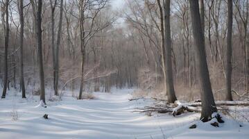 Exploring a winter forest with snow-covered paths and bare trees photo