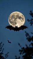 Bat gliding through twilight sky under full moon with silhouette of trees photo