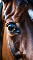 Closeup view of a horse's eye revealing deep reflections and intense gaze photo