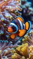 Clownfish swimming through colorful coral reefs in a vibrant underwater habitat photo