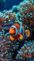 Clownfish swimming among colorful coral reefs in a clear ocean environment photo