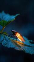 Glowing firefly resting gently on a leaf in a tranquil evening setting photo