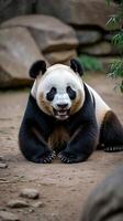 Giant panda playfully rolling on its back in a natural environment during daylight photo