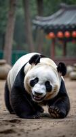 Giant panda joyfully rolling on the ground in a natural setting photo