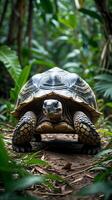 Giant tortoise walking through lush greenery in a dense forest setting photo