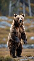 Grizzly bear standing upright in a natural setting with autumn foliage photo