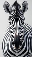 Unique close up of a zebra with striking black and white stripes in a studio setting photo