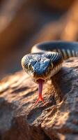 Close up view of a snake displaying its tongue on rugged terrain photo