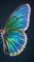Close up view of a butterfly wing showing intricate patterns and colors in macro photo