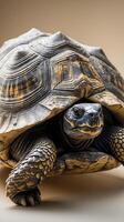 Close up view of a tortoise with intricate shell patterns in a natural setting photo