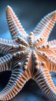 Intricate starfish resting on ocean floor showcasing detailed textures and patterns photo