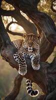Majestic leopard lounging on a tree branch during golden hour in nature photo