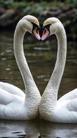 Heart shaped formation of swans in tranquil water setting at dawn photo