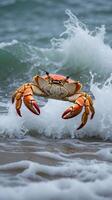 Crab leaping over ocean wave along the shoreline during daylight hours photo
