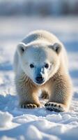 Baby polar bear enjoys playful moments in the snow during daylight photo