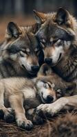 Cozy baby wolf napping surrounded by its pack in a natural setting photo