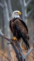 Bald eagle perched on a weathered branch in a tranquil forest setting during daylight photo