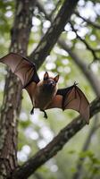 Bat in flight between trees searching for food in a forested area photo