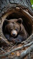 Bear cub rests peacefully inside a hollow tree trunk in a natural setting photo