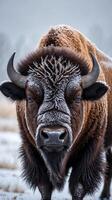 Bison covered in frost standing in a snowy field during winter weather photo