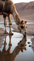 Camel drinking from an oasis reflecting in calm water with desert landscape in view photo
