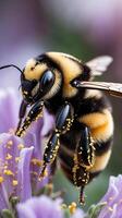 Closeup of a bumblebee collecting pollen from purple flowers in springtime photo