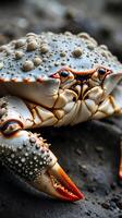 Closeup view of a crab showcasing its intricate shell patterns and colors photo