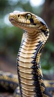 Cobra stands tall with hood expanded, showcasing intricate patterns and colors in nature photo