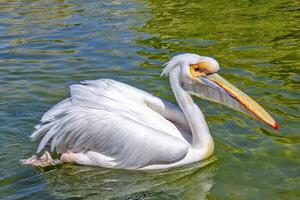 One white pelican floating in the lake photo