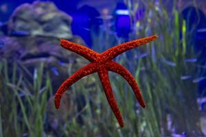 Radiant red starfish resting serenely below. photo